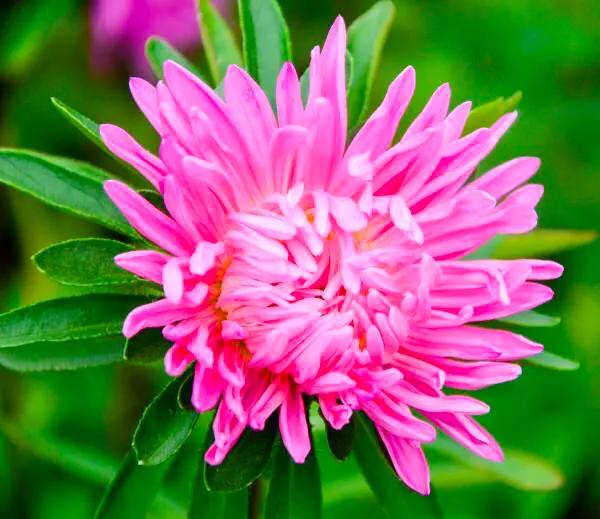 翠菊色彩斑斓,翠菊颜色多