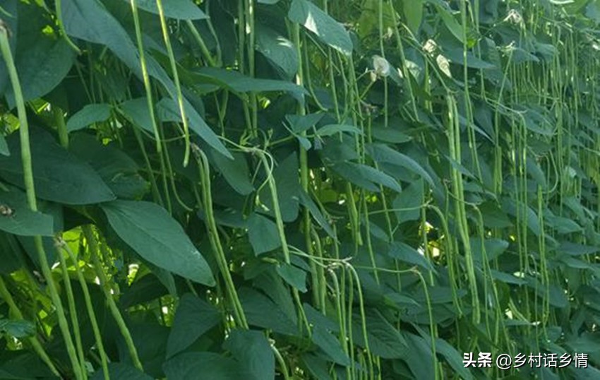如何种植无架豆角四季豆,架豆种植多久结架豆