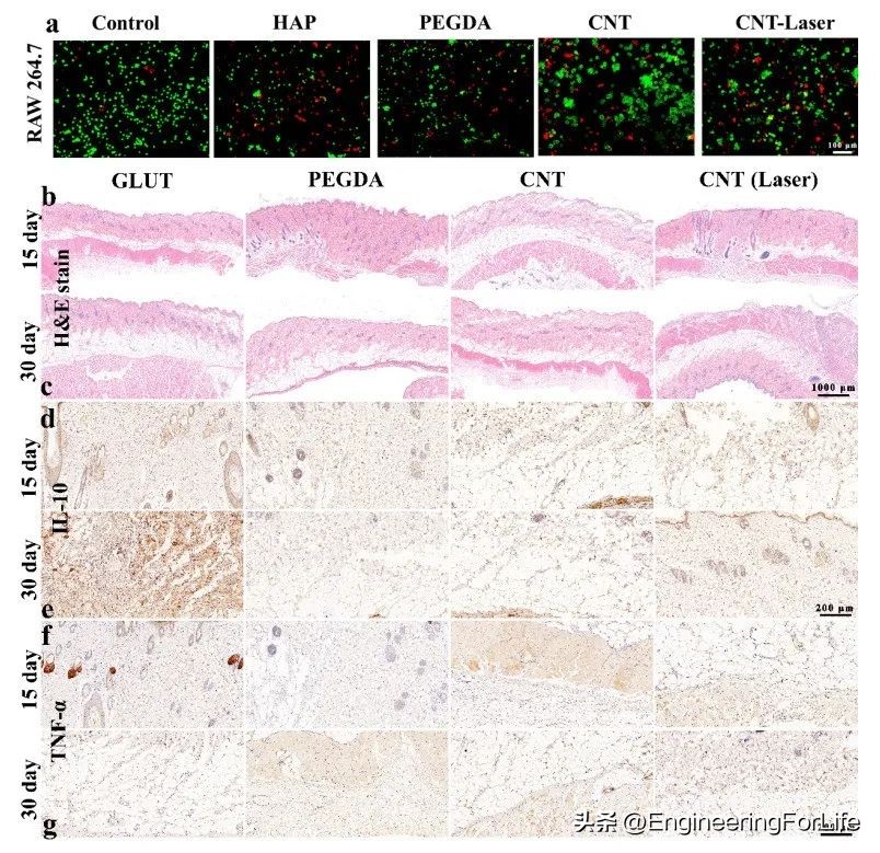 多功能修护水凝胶,水凝胶修复心脏