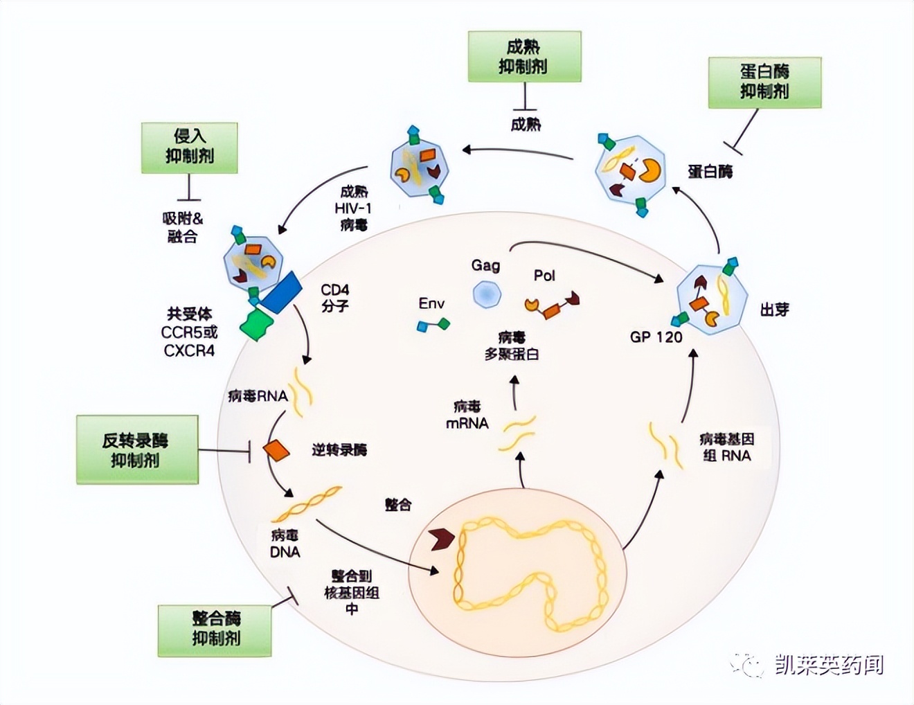 全球首个！吉利德半年一次的长效疗法Sunlenca获欧盟批准上市