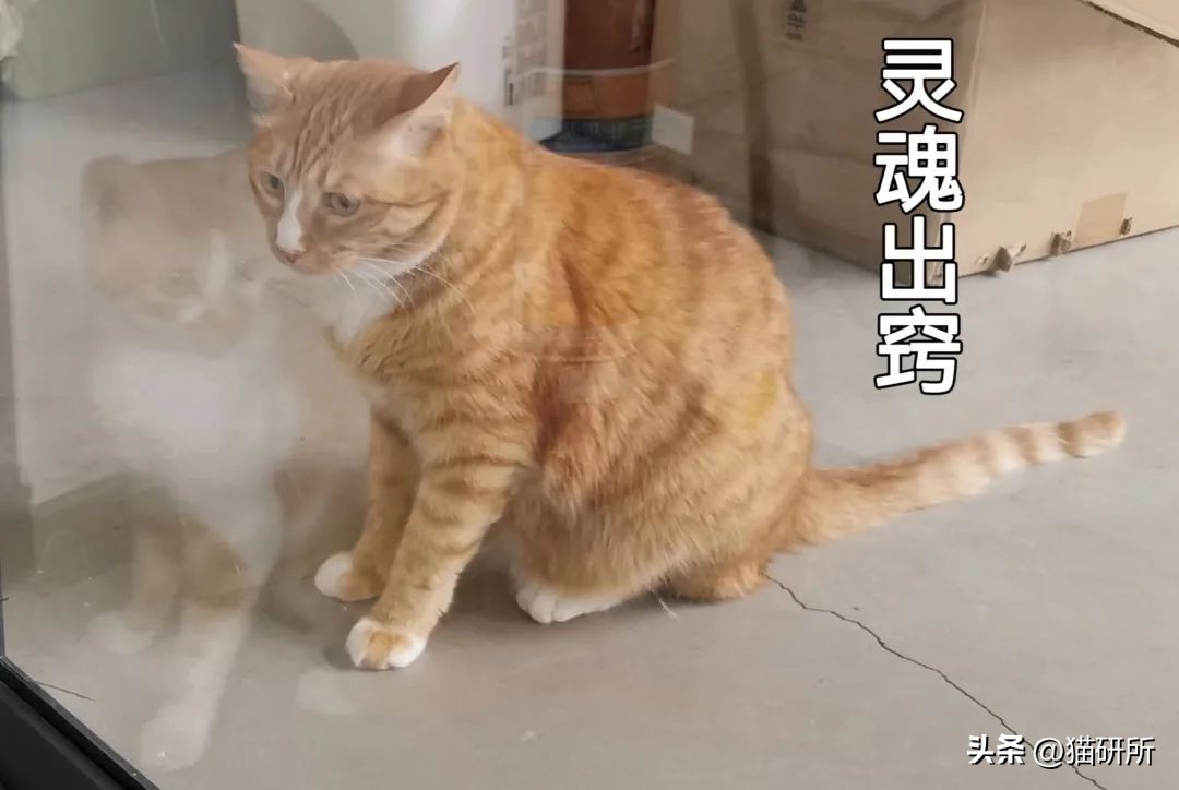 猫咪抓蟑螂吃了怎么办,猫咪吃了一点棉花会排出来吗