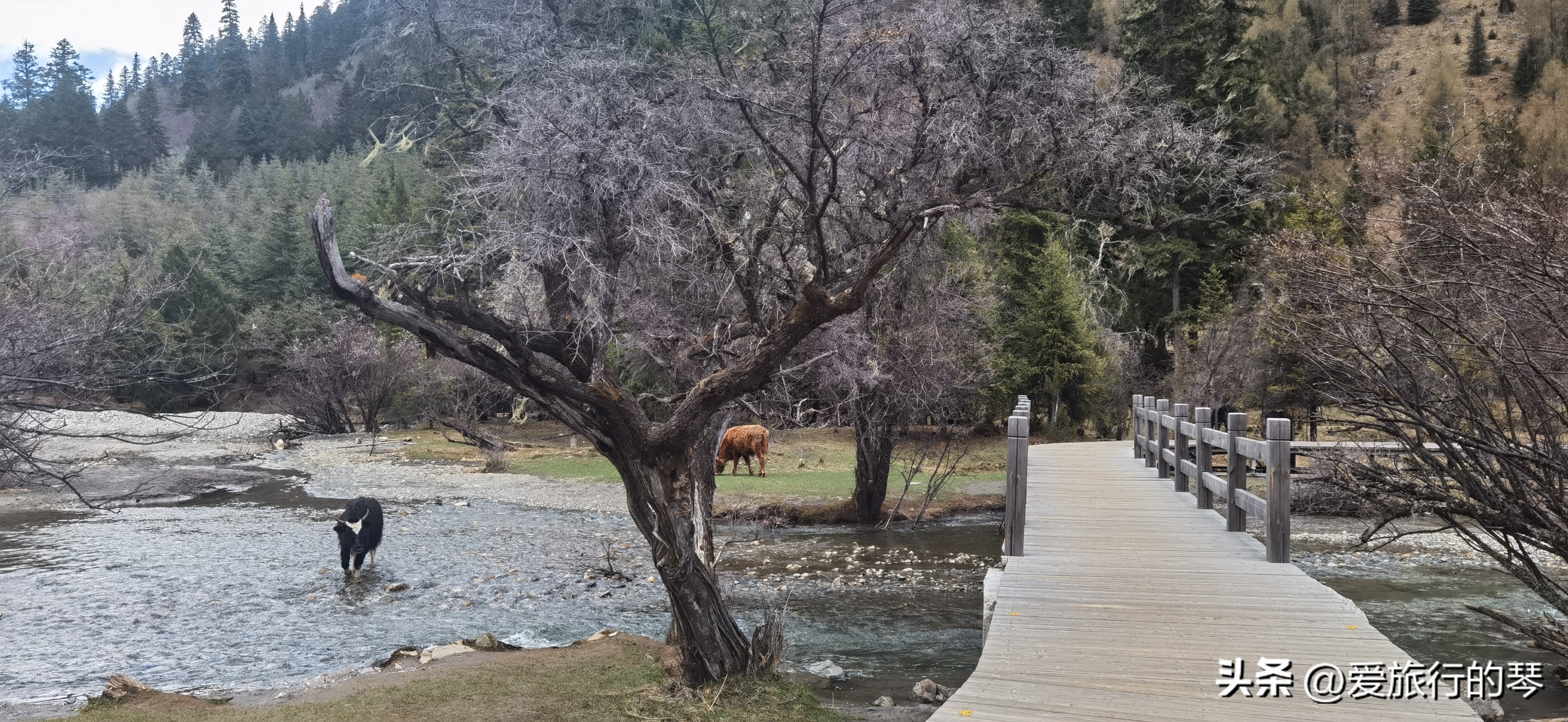 四姑娘山一日游双桥沟,四姑娘山双桥沟一日游攻略