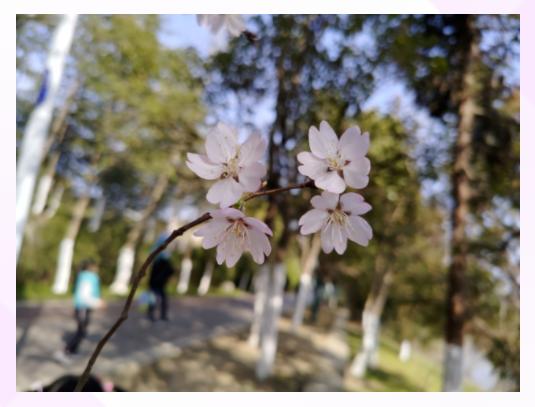 浪漫樱花的季节,满树烂漫樱花