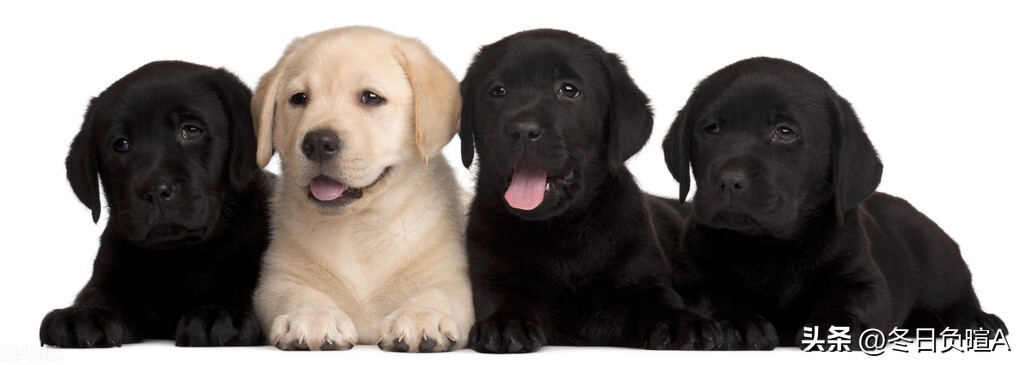 写狗的著名的古诗词,关于歌颂狗的古诗词