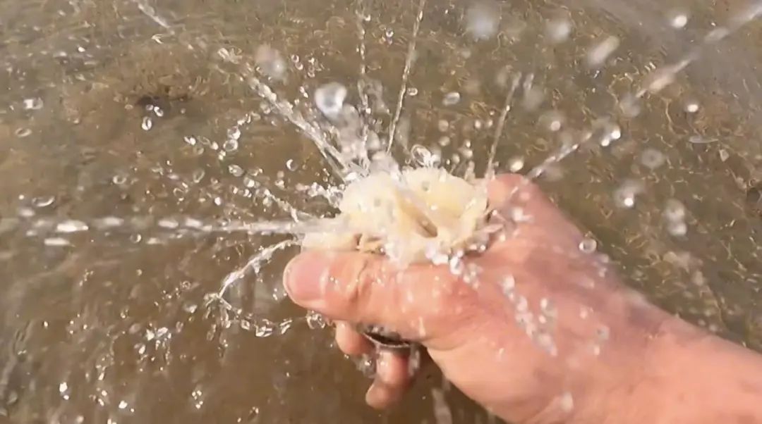 解压赶海撬鲍鱼,解压视频赶海挖东西