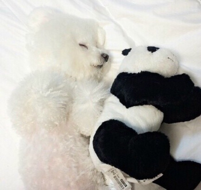 比熊拉血吐虫子是怎么回事,比熊护屎的原因