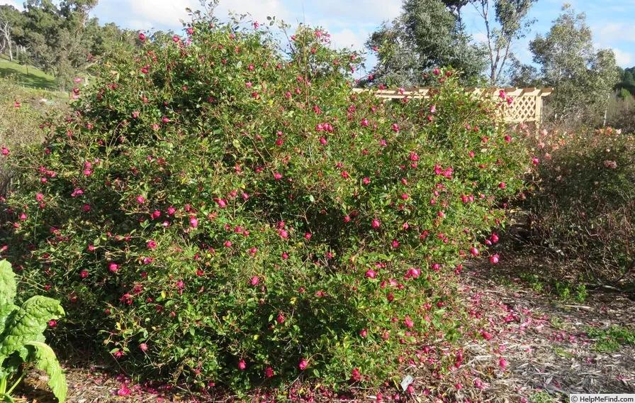 真正的中国古老月季,中国的古老月季