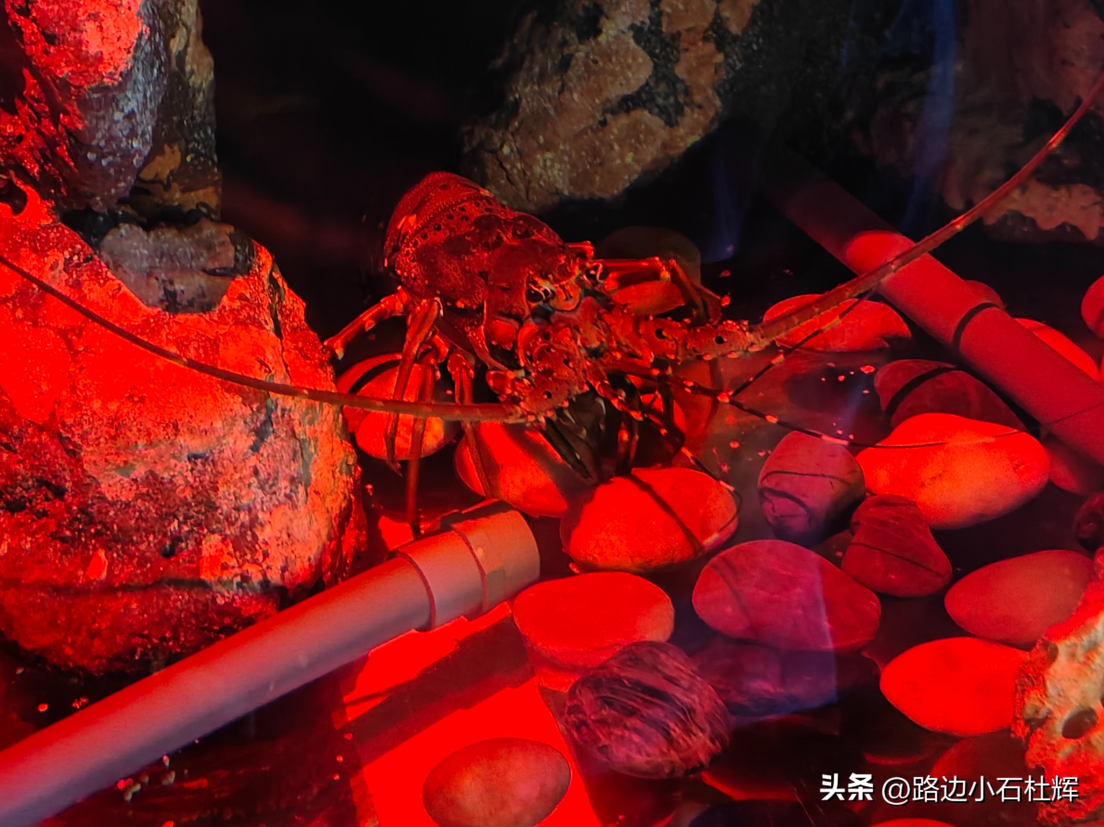 北京富国海底世界海洋水族馆,北京海洋馆和工体海洋世界