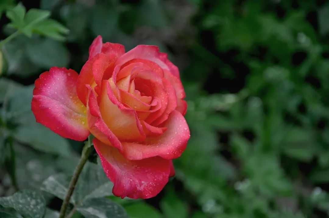 月季花的优美诗词歌赋,月季花诗词经典名句