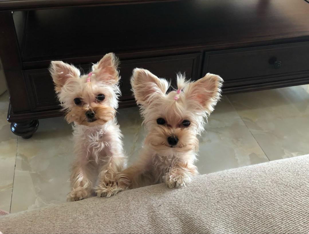 约克夏耳朵特别臭怎么办,约克夏犬黑便怎么办