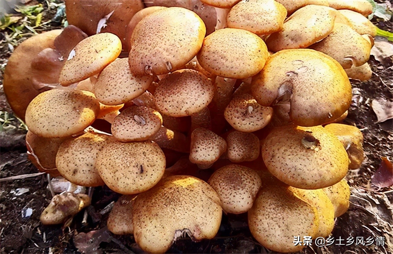 仿野生榛蘑,榛蘑种植新方法