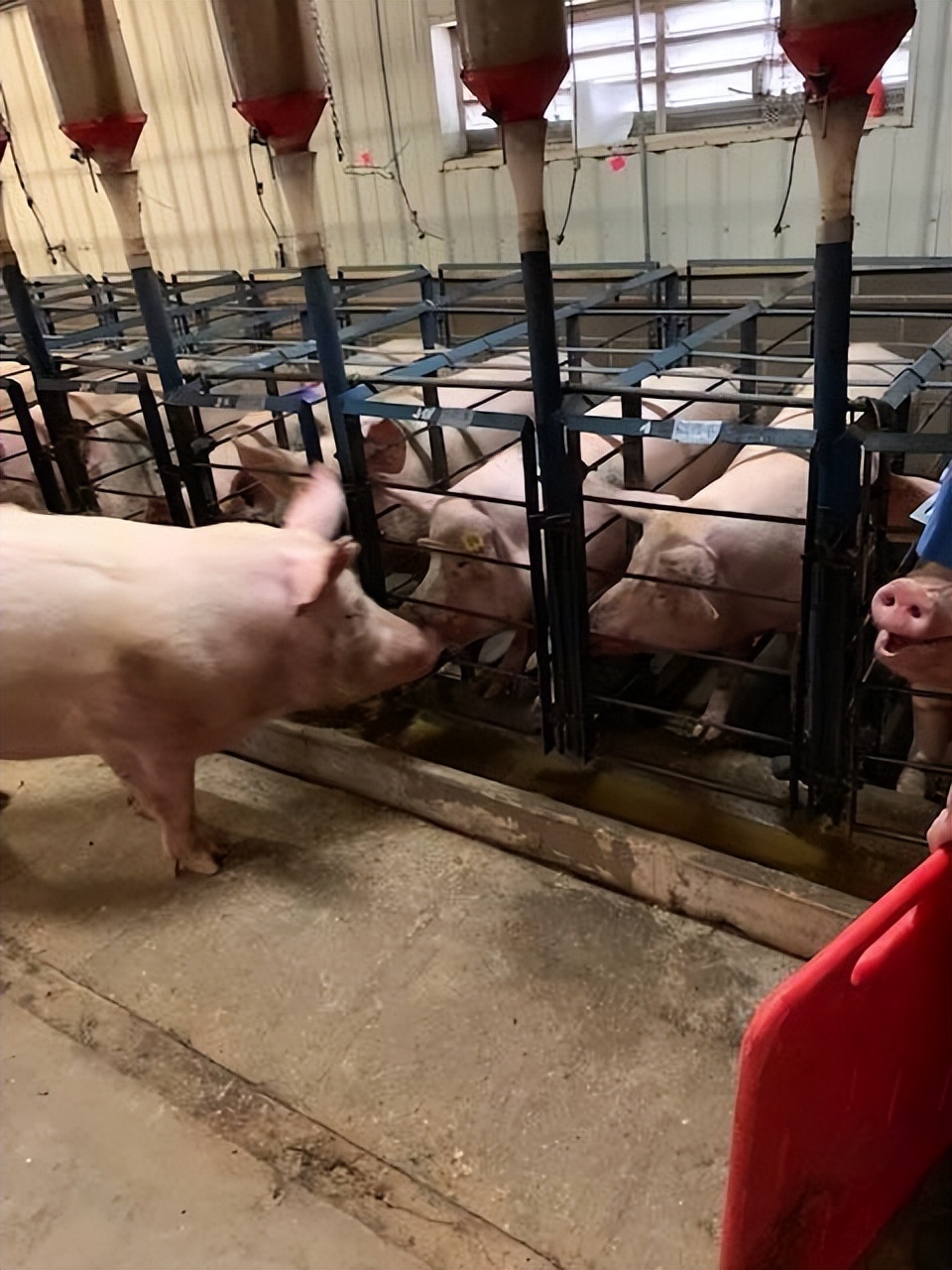 如何提高母猪的受孕率方案,猪用人工授精能提高受胎率吗