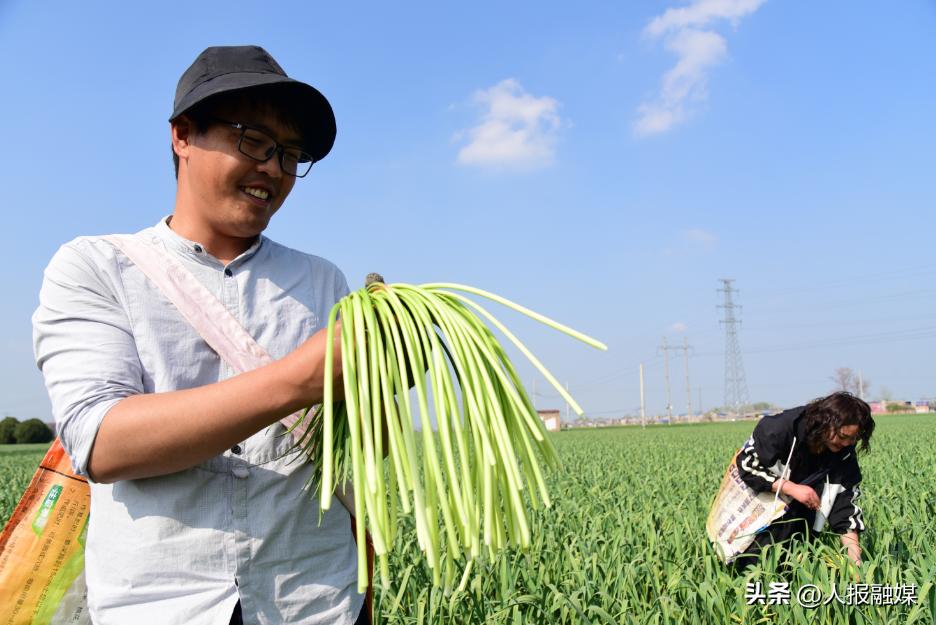 河南杞县蒜薹,麦收时节农民忙丰收喜色挂脸上