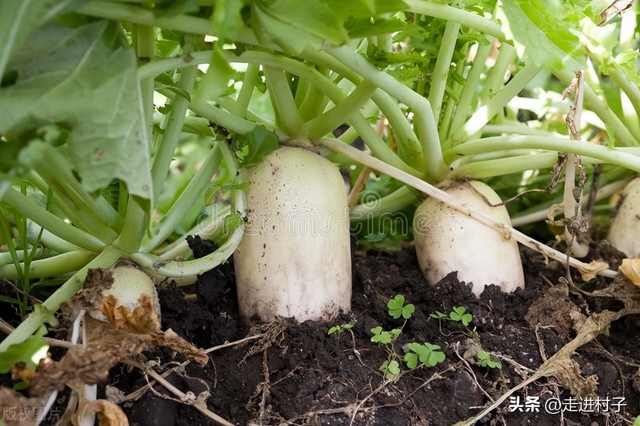 白萝卜种植方法和防虫,白萝卜种植专治病害