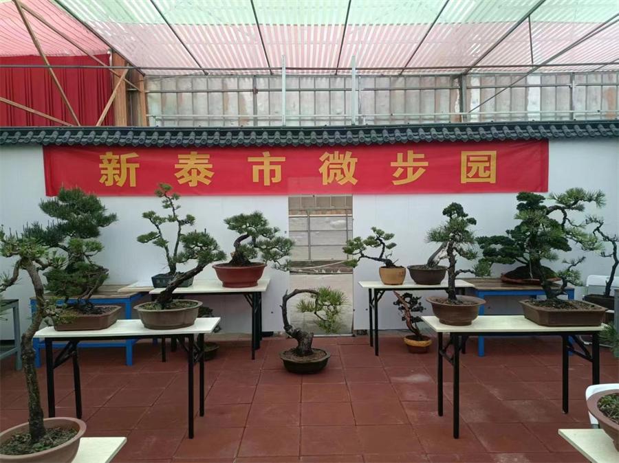 泰山杯书画展,泰山杯盆景展