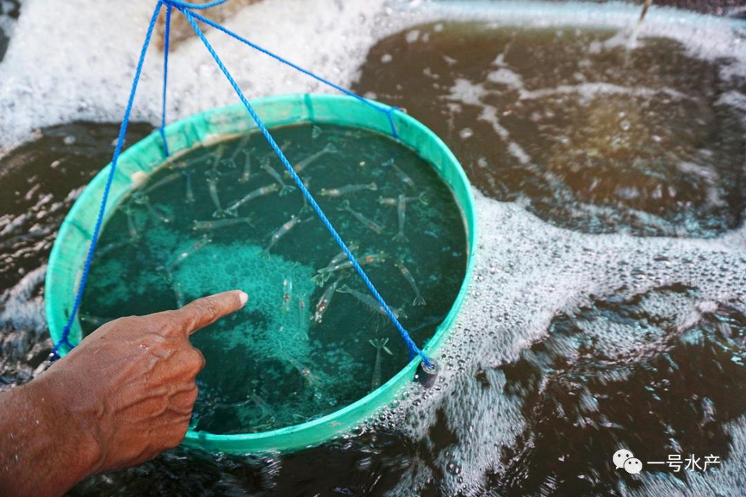 越南偏方治病,越南有什么特效药