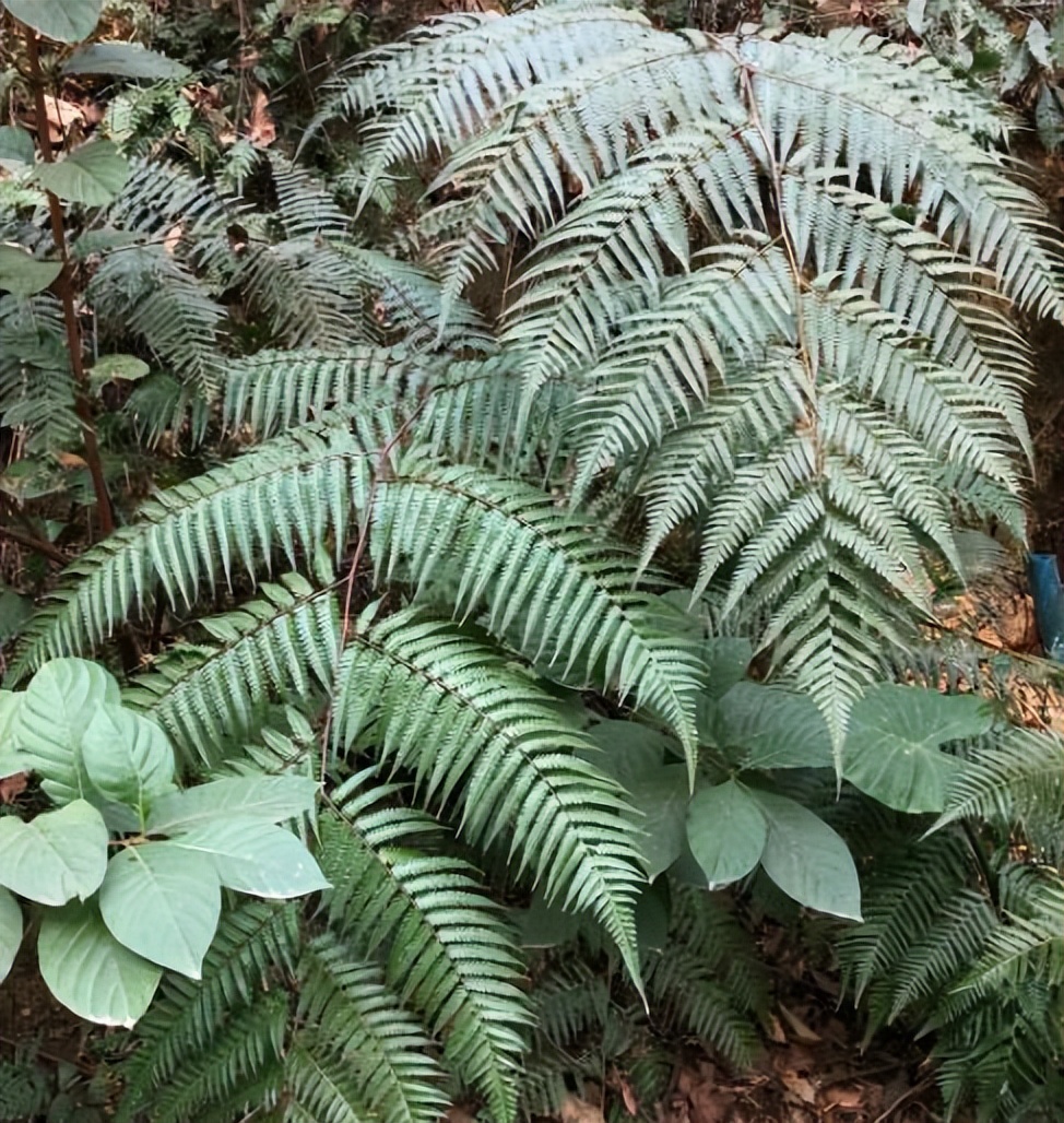 金毛狗蕨真的可以止血吗,金毛狗脊的毛能止血吗