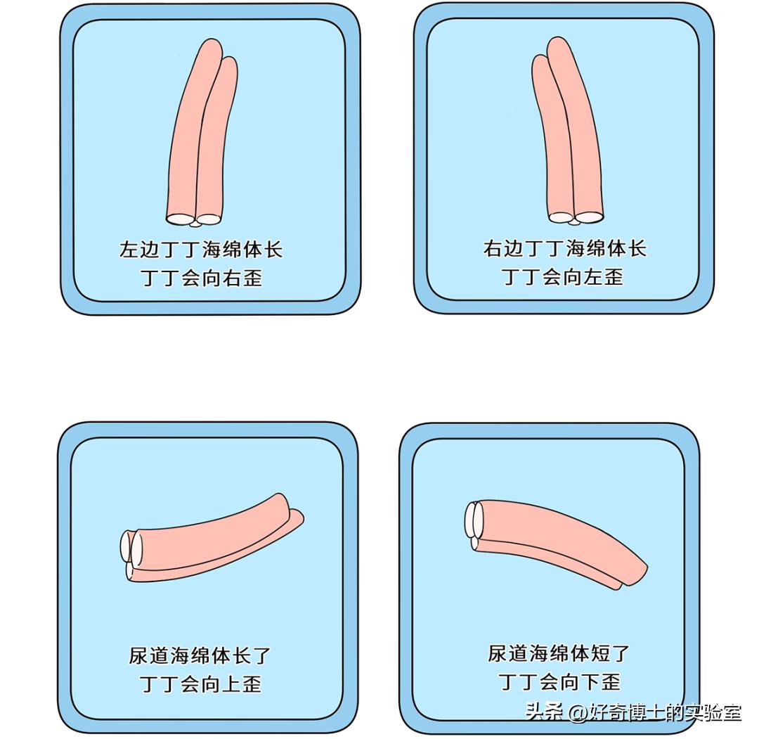 男女生的真实区别,体质健康数据男女生怎么筛选