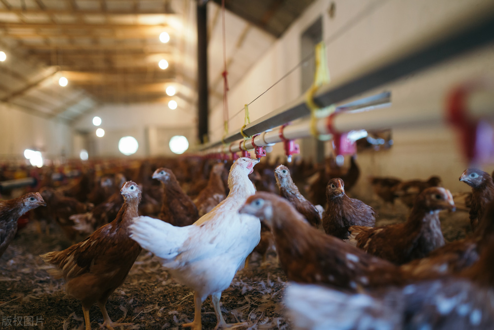 山沟沟里的养鸡场，如何帮中国人实现“吃鸡自由”？