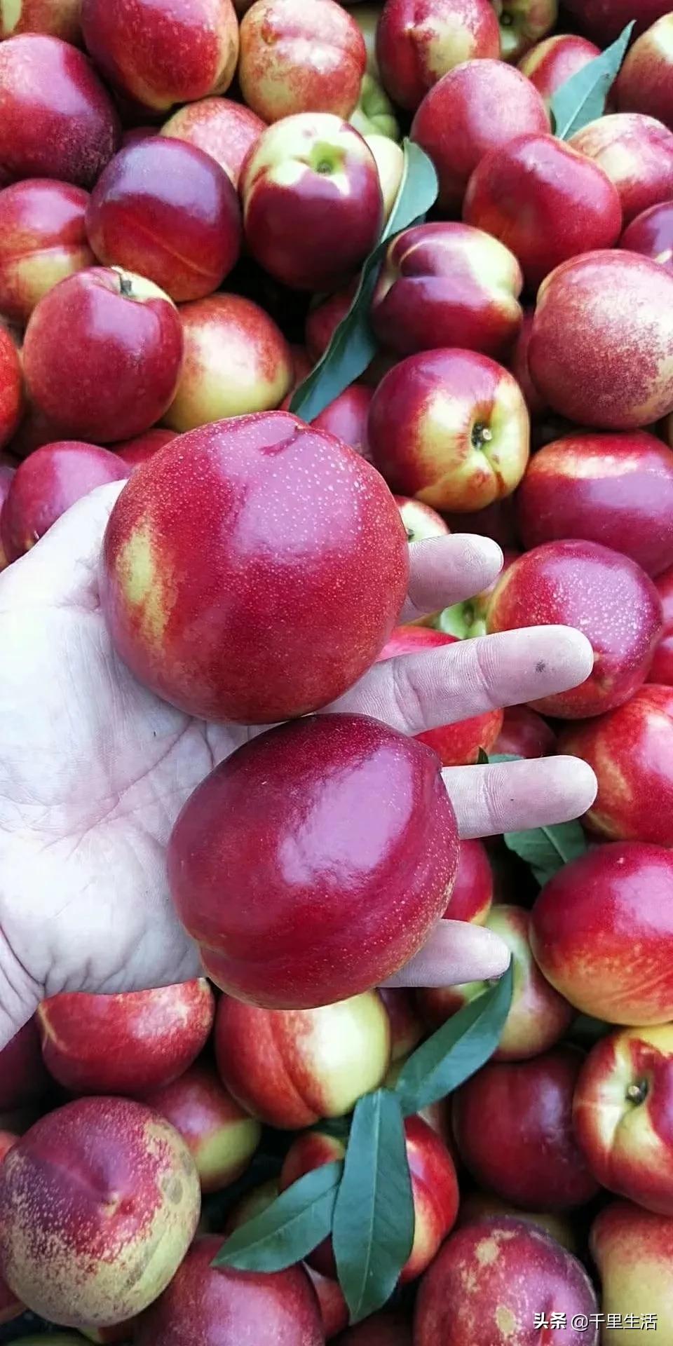 桃子熟了山东蒙阴黄桃,蒙阴蜜桃中国三大名桃