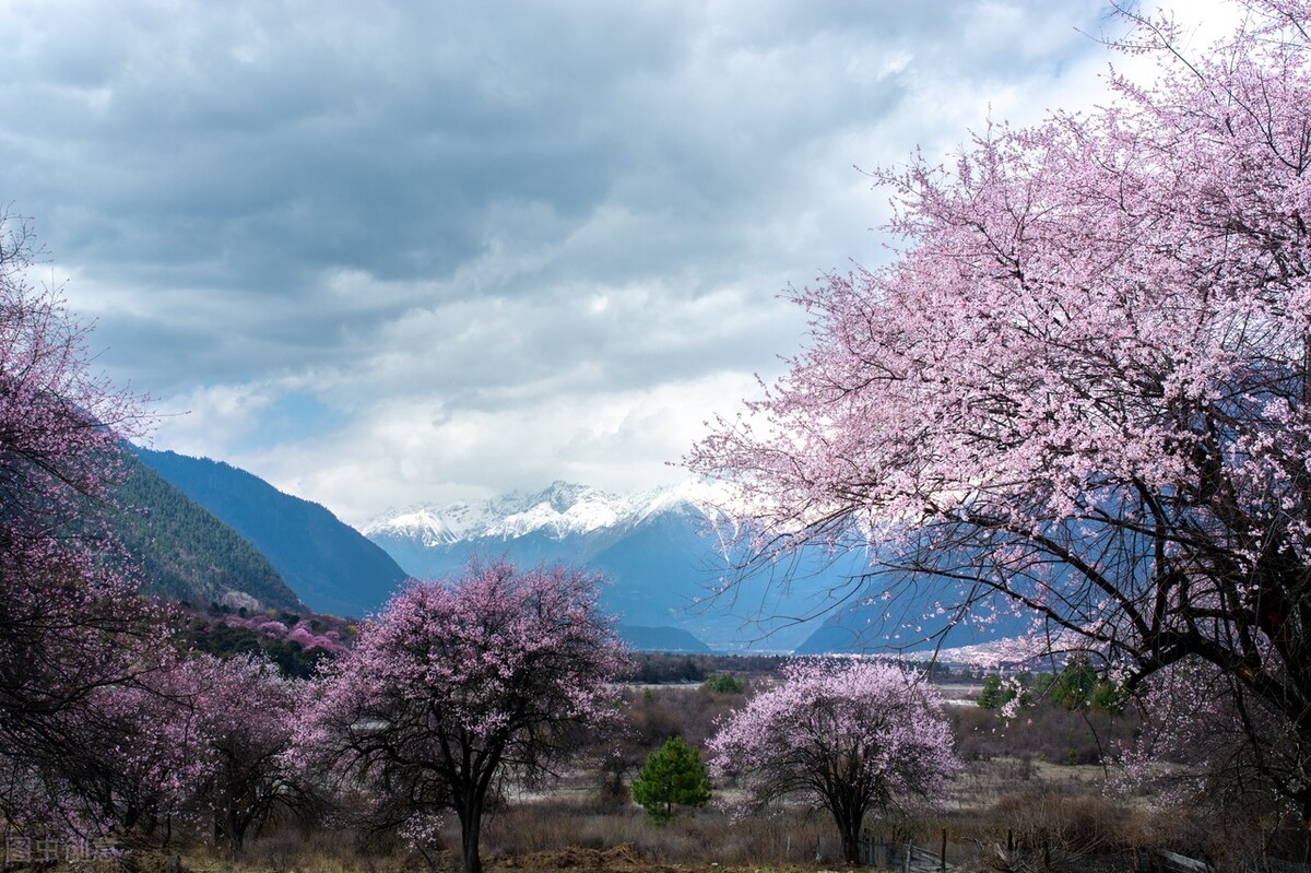 散文三月花开,三月桃花为你盛开散文