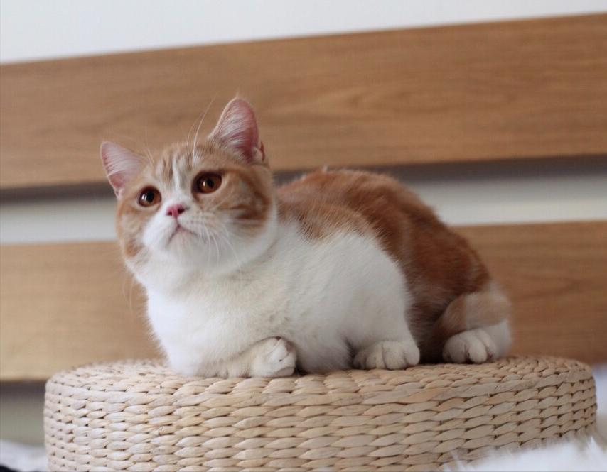 这几种猫真的不值得买越养越心累,这5种猫堪称白眼狼养了也白养