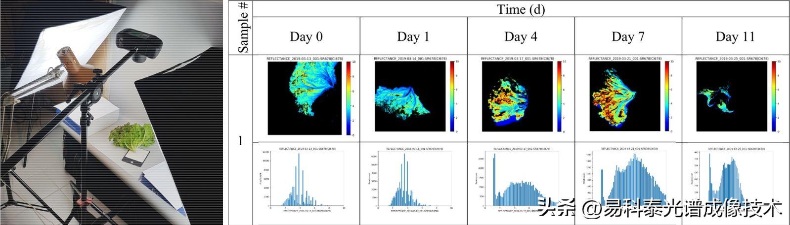 叶绿素荧光参数测定数据表,叶绿素荧光成像系统数据分析