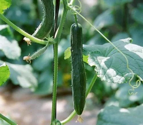 夏天吃哪三种瓜可以解暑,分享夏日吃瓜解暑大法