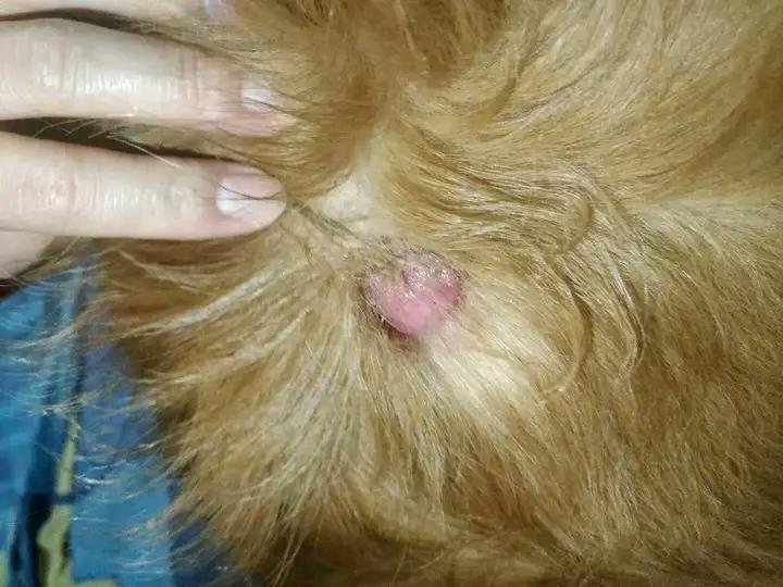 狗狗的常见肿瘤有哪些?别因为无知害了狗狗