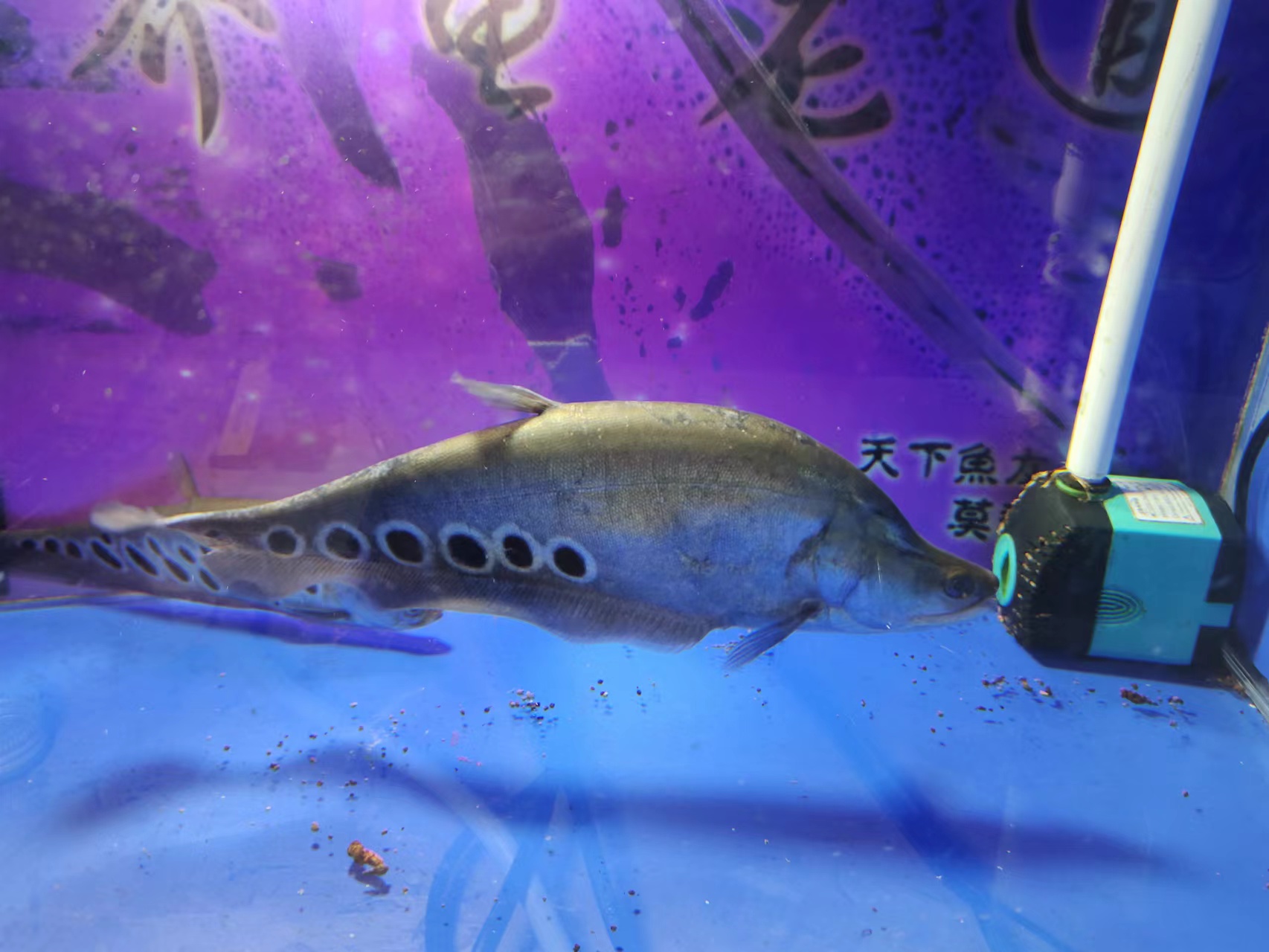 氨氮超标硝化细菌会死吗,水体发白该不该加硝化细菌