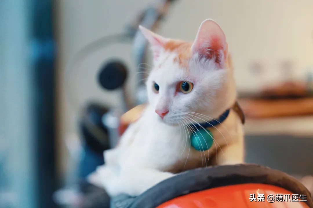 这只叫“长生”的猫咪，真实身份是美人鱼