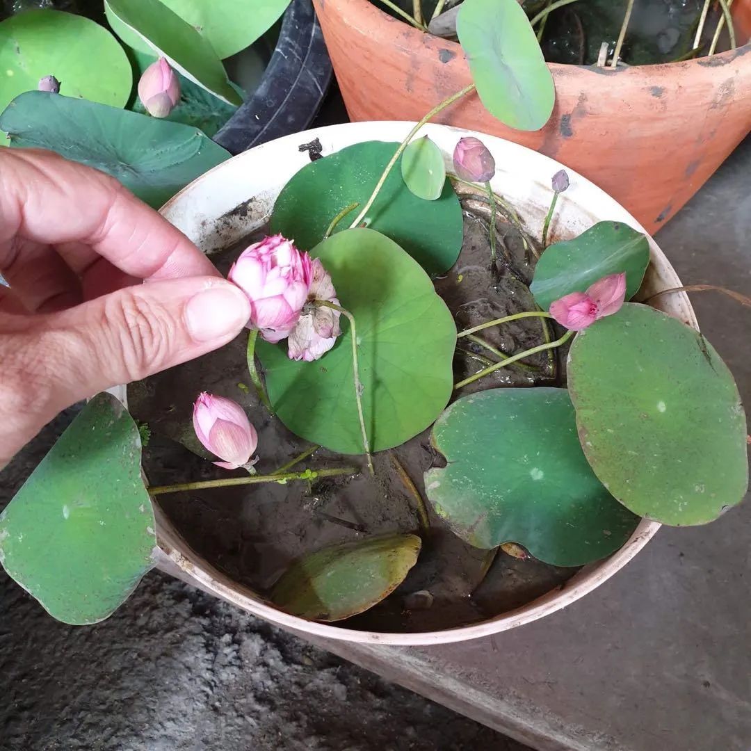 碗莲从一个藕养到开花需要多久,用莲子种的碗莲什么时候才能开花