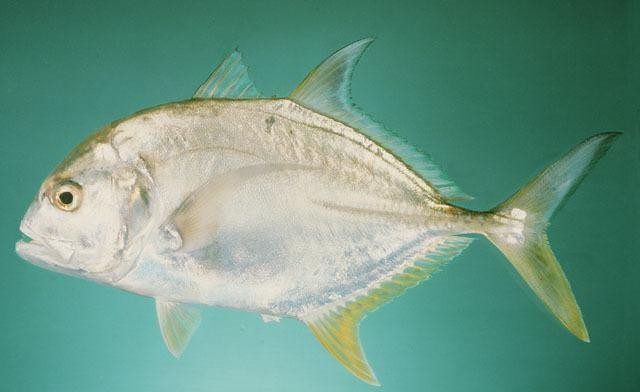 最常见的50种食用鱼吃法和价格,十种常用食用鱼类介绍