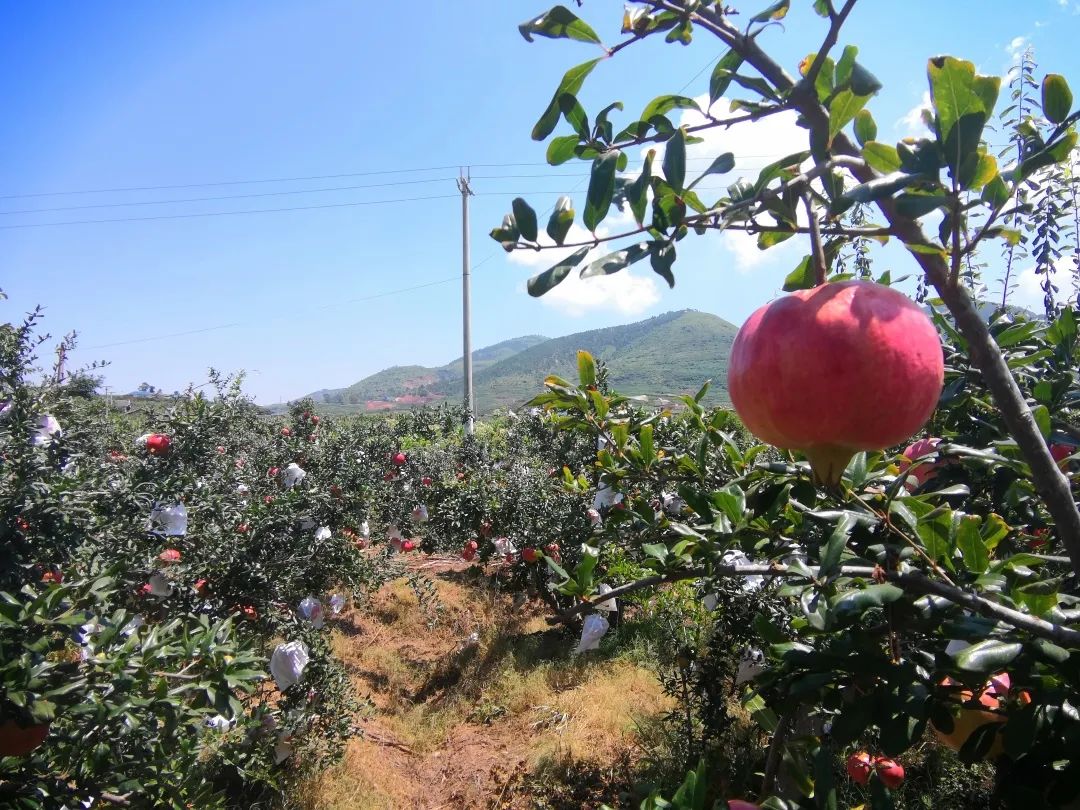 高考加油|一亩田上的研究生、本科生是如何致富的?