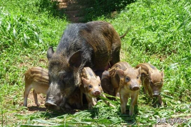 野猪林诡异事件,野猪林神秘事件