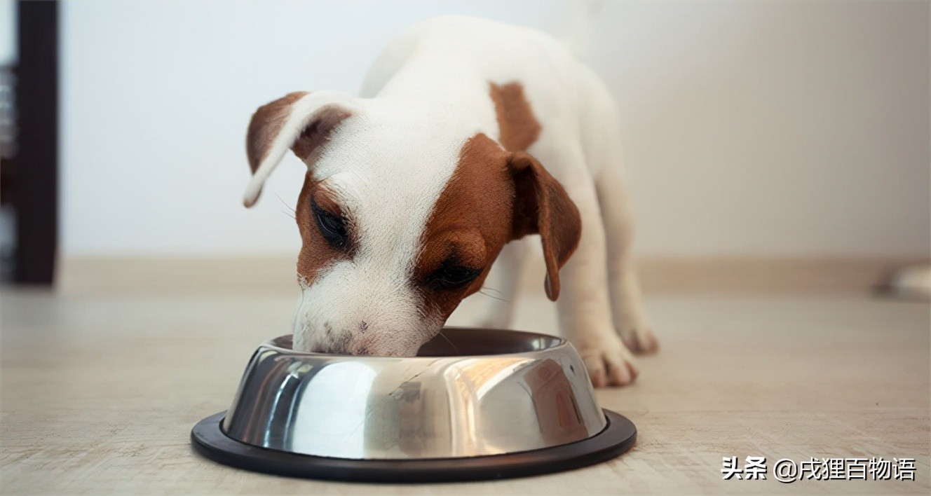 狗颈椎痛针灸,狗狗腰椎颈椎病怎么治疗