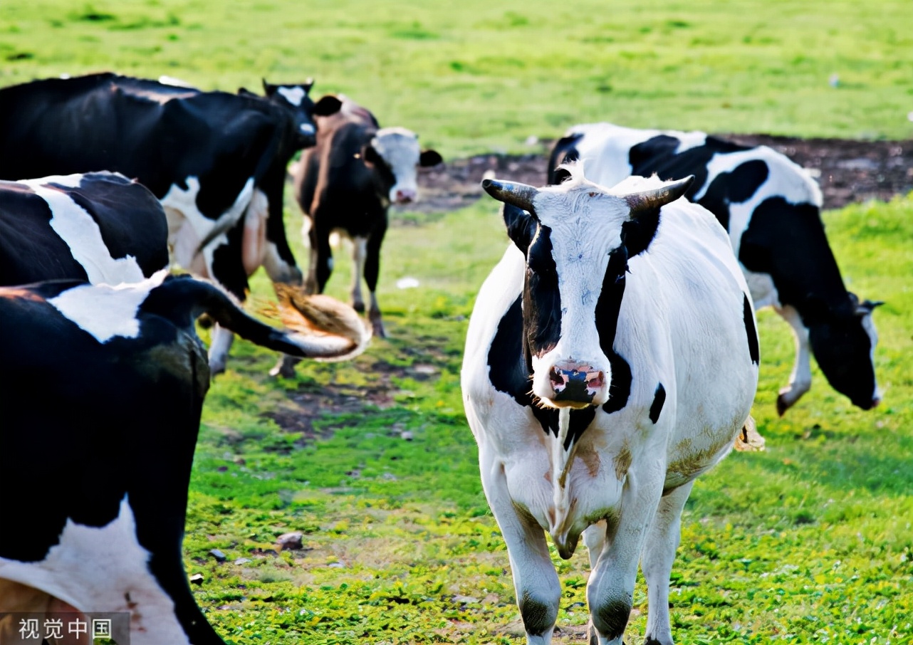 治疗牛病的中药方剂大全,牛病常用中草药治疗图谱