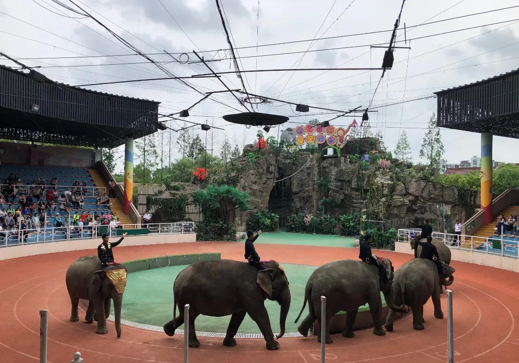 上海动物园和野生动物园哪个好,上海动物园地址和路线