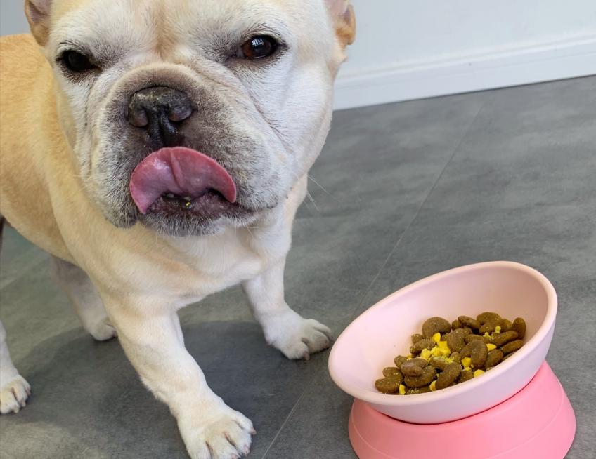 不建议新手买的狗粮,狗粮的选择避坑