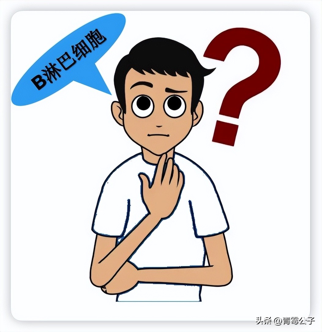 淋巴细胞和b细胞的关系,b淋巴细胞又称为