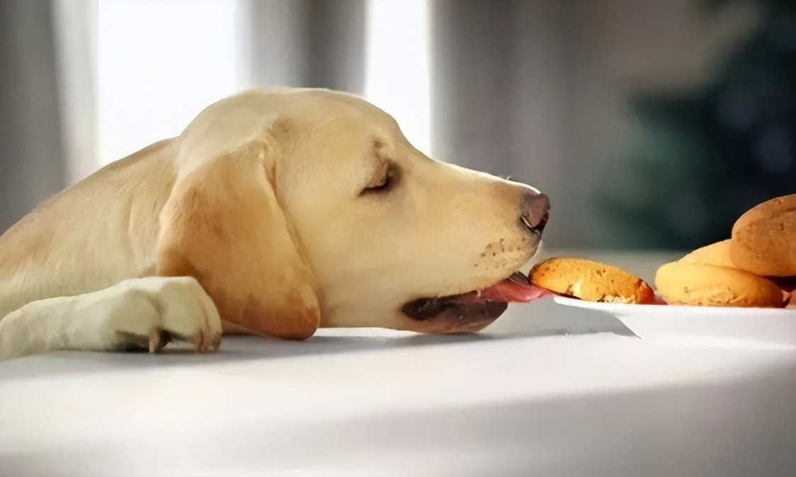 狗狗身体发抖不让碰是怎么了,狗子浑身都在颤抖是不是生病了