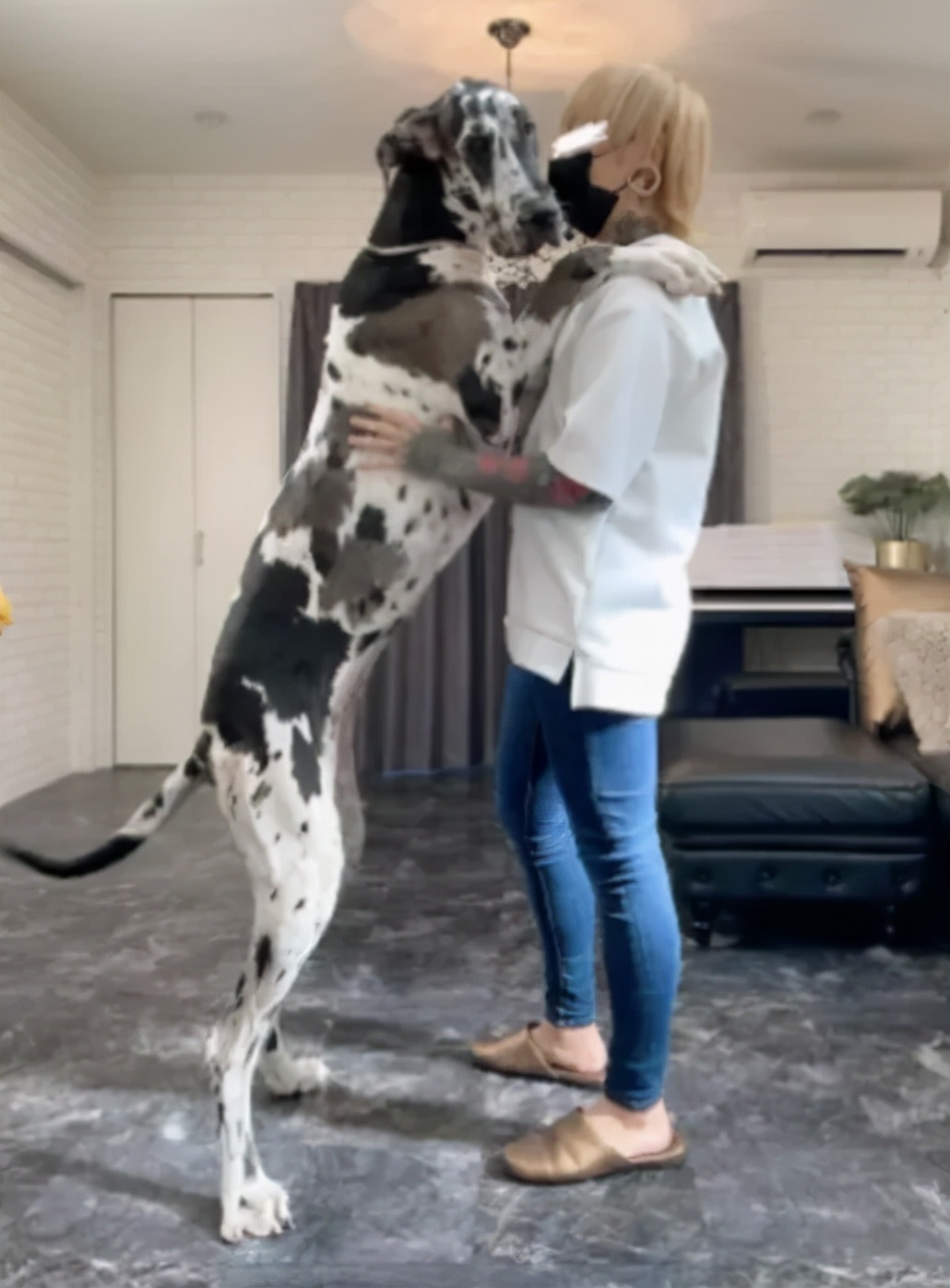 小黄狗长大的过程,小黄狗长大过程