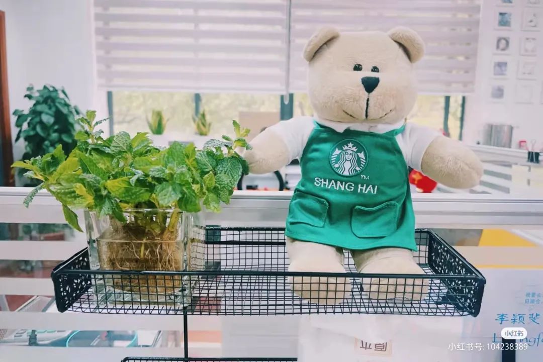 办公室必买的绿植,适合办公室的大型绿植大全