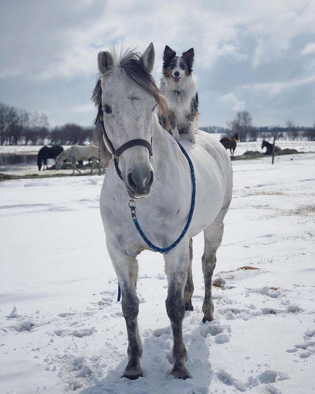边牧和澳牧的混血狗狗,漂亮狗狗澳牧