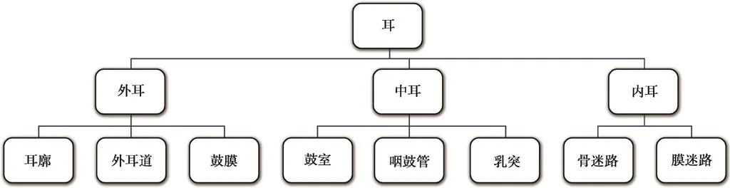 耳部解剖结构和生理功能,耳部解剖笔记