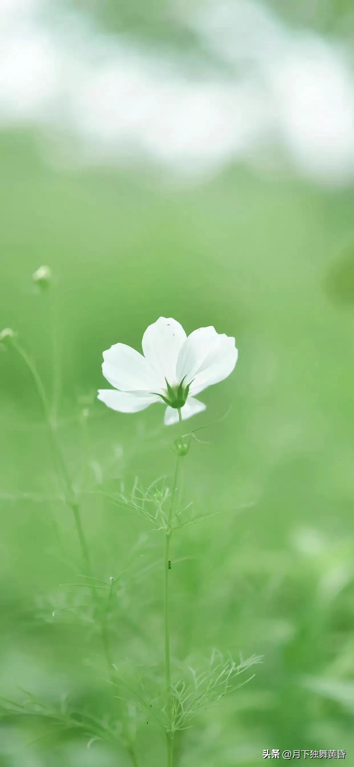 夏天壁纸图高清,壁纸夏天的太阳