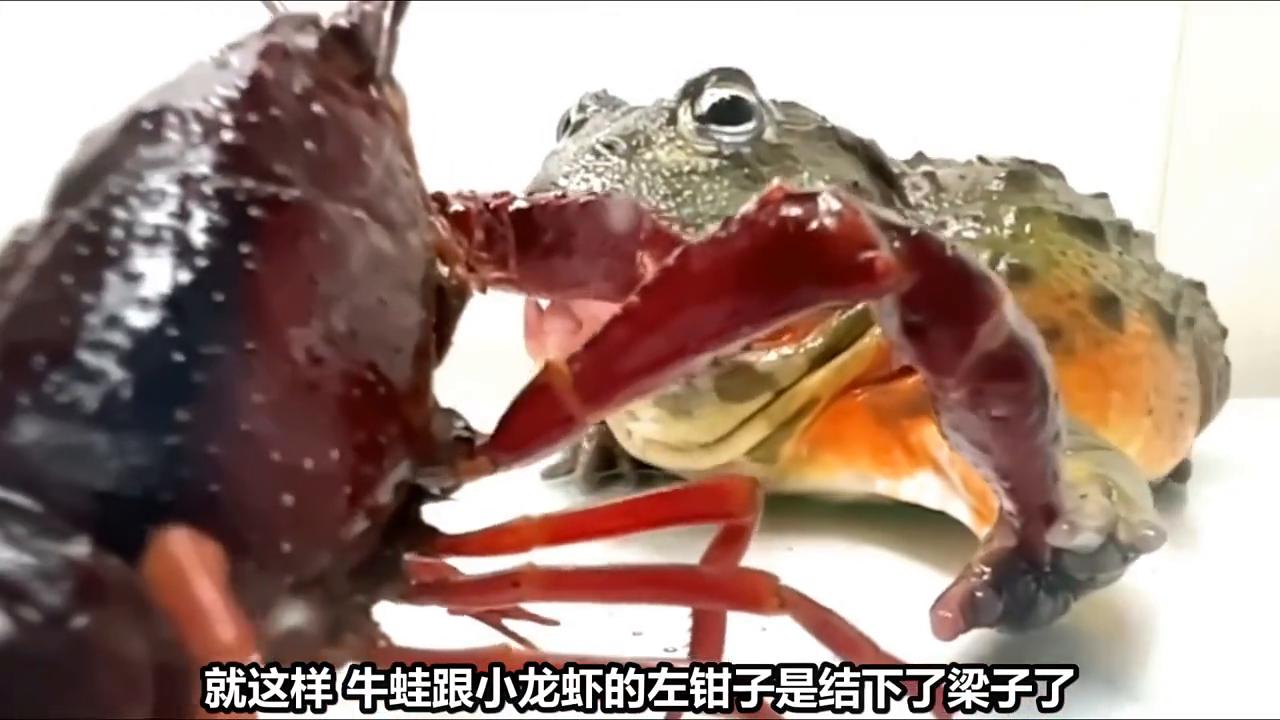 牛蛙把舌头烫破,牛蛙被钳子夹嘴