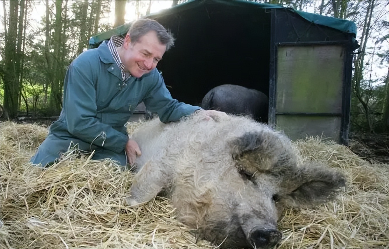 西西里尼罗猪的全基因组群体在意大利和世界性品种的框架