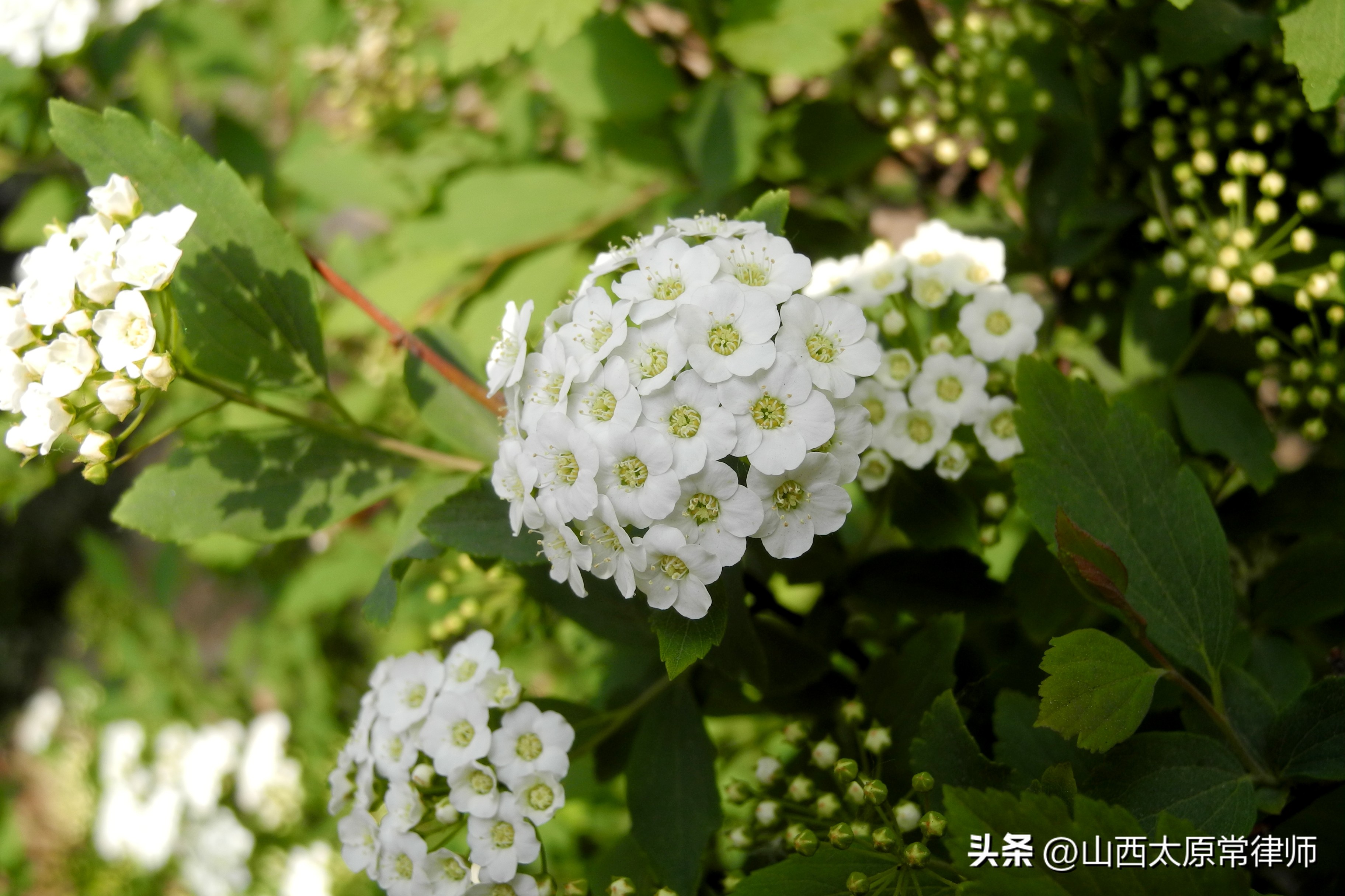 借名买房协议书怎么才有法律效力,借名买房合同无效后怎么起诉赔偿