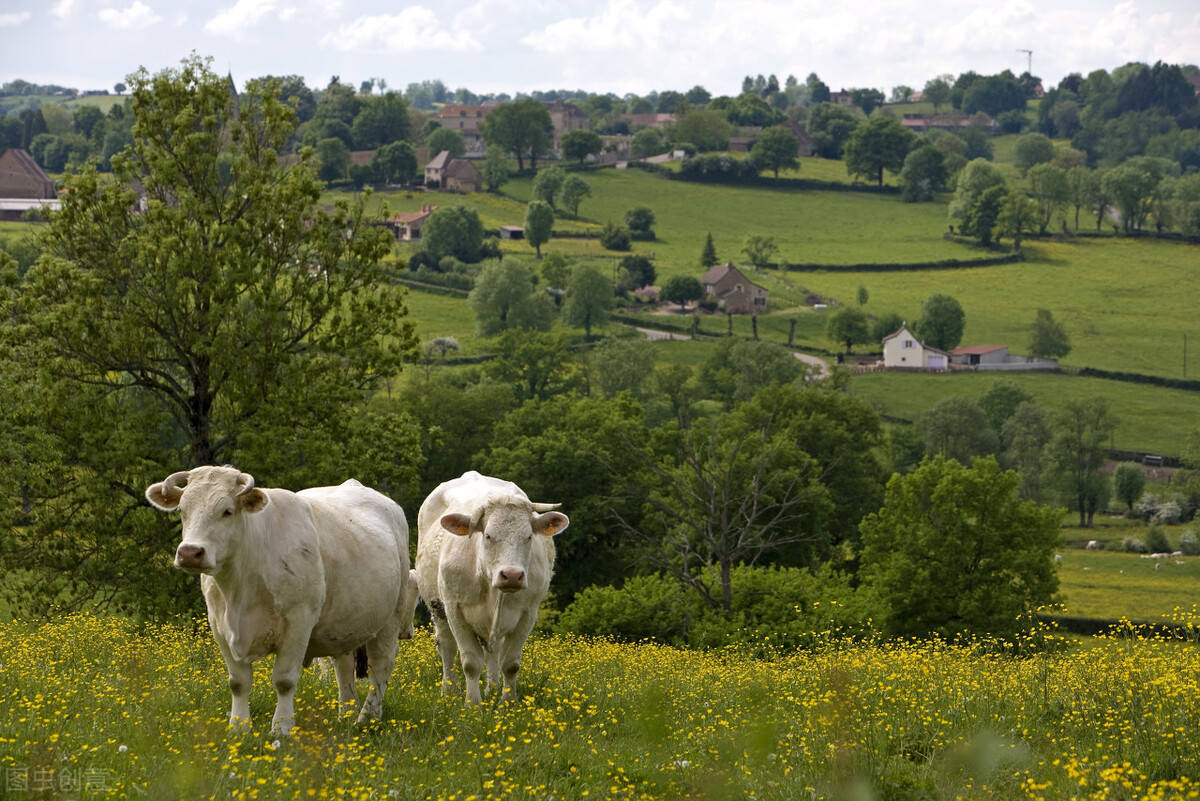 老鼠进家门被老鼠吃掉,老鼠偷吃小孩的食物